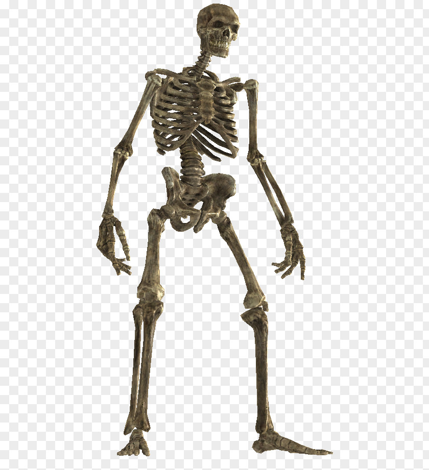Skeleton The Elder Scrolls V: Skyrim Bone Wiki Classical Sculpture PNG
