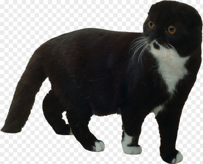 Black Cat Scottish Fold Kitten American Curl Maine Coon Sphynx PNG