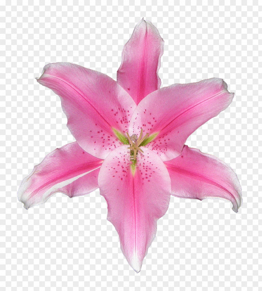 Easter Lily White Flower Bunch Image Photograph Pixabay Pink PNG