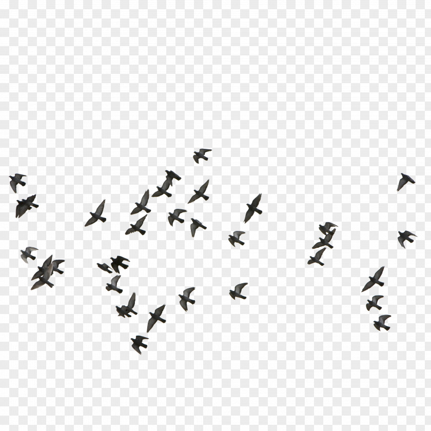 Feige,Flocks Of Birds Flying Bird Euclidean Vector PNG