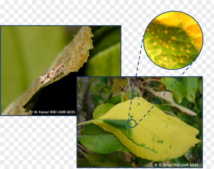 Insect Plant Pathology Leaf PNG