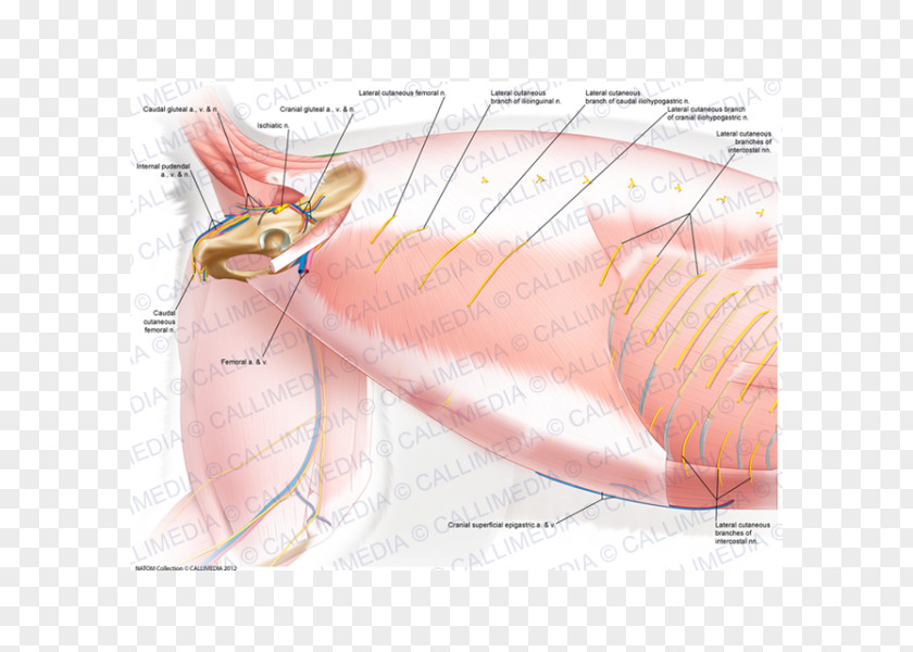 Krill Muscle Nerve Stomach PNG Stomach, superficial temporal nerve clipart PNG