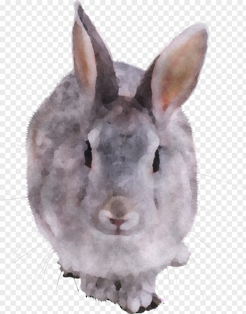 Rabbit Rabbits And Hares Snout Nose Hare PNG