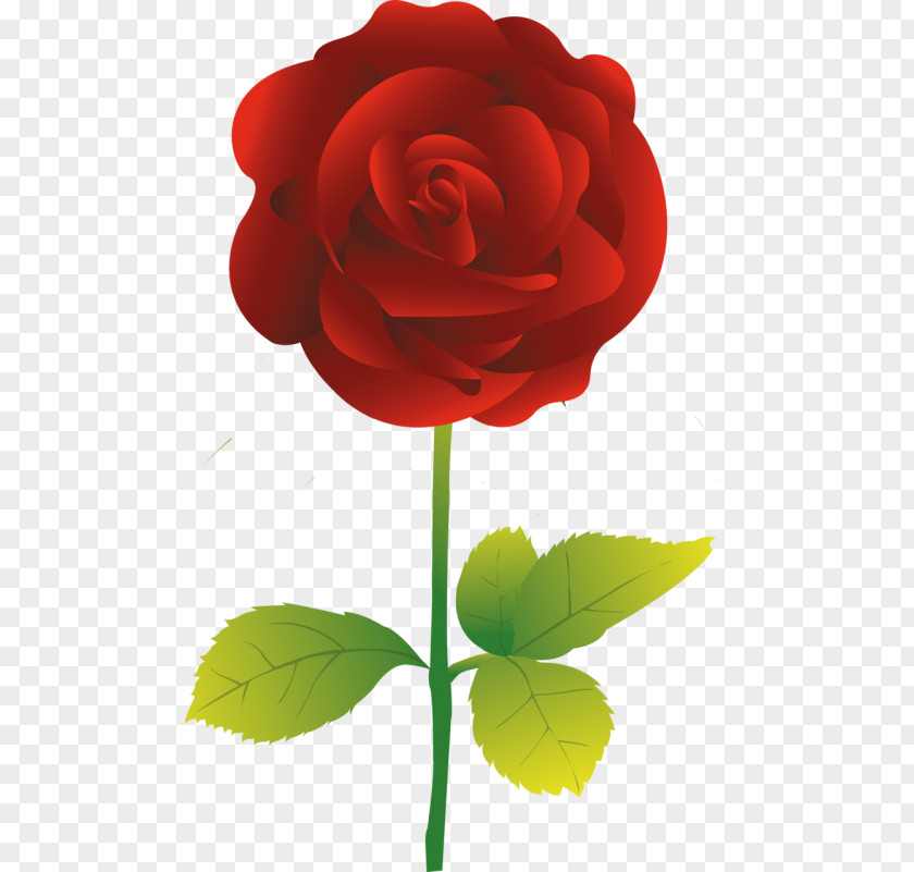 Red Rose Flower Garden Roses Vector Graphics Clip Art PNG
