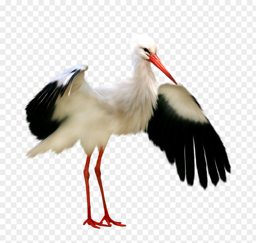 Stork White Bird Picture Frame Clip Art PNG