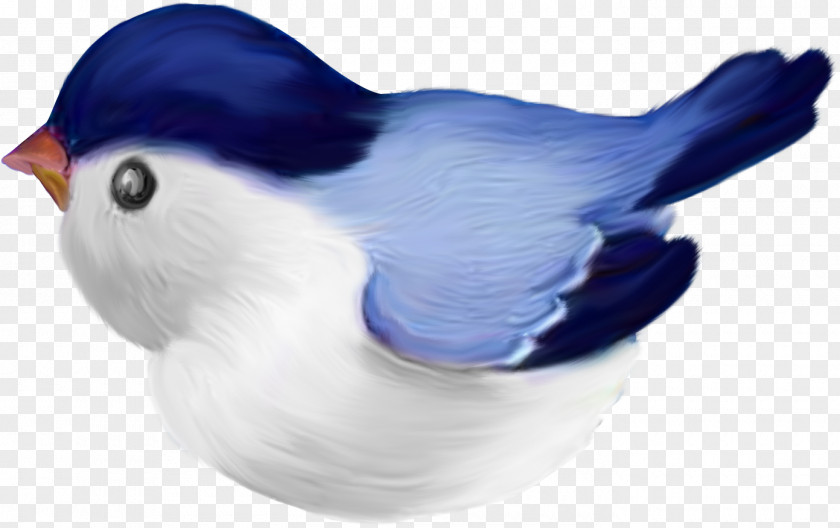 A Bird Drawing Desktop Wallpaper Clip Art PNG