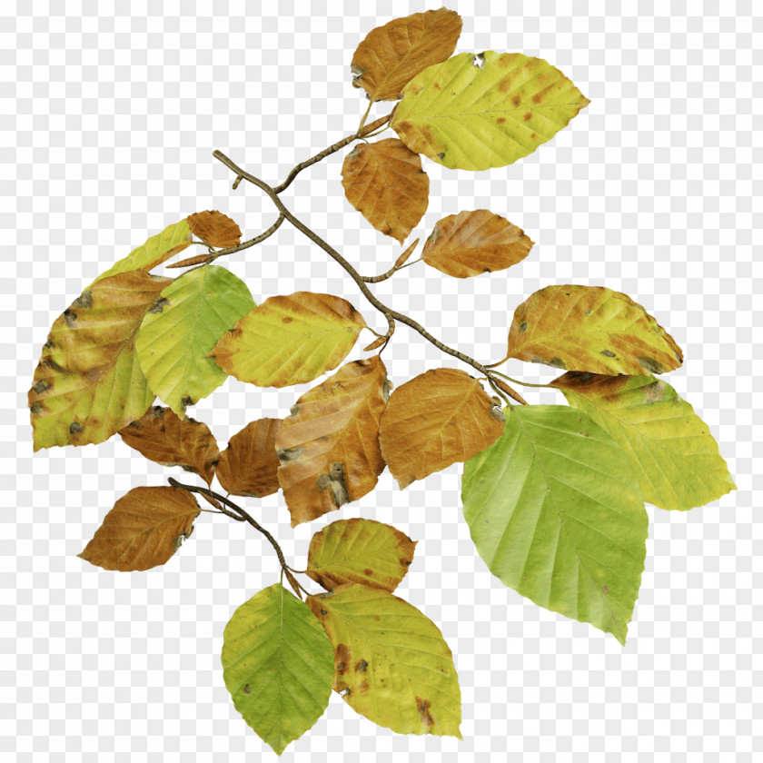 Beech Tree Leaf Deciduous PNG