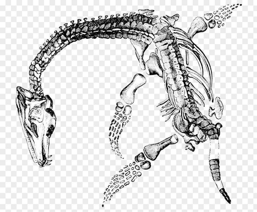 Dinosaur Elasmosaurus Plesiosauria Plesiosaurus Fossil Jurassic Coast PNG