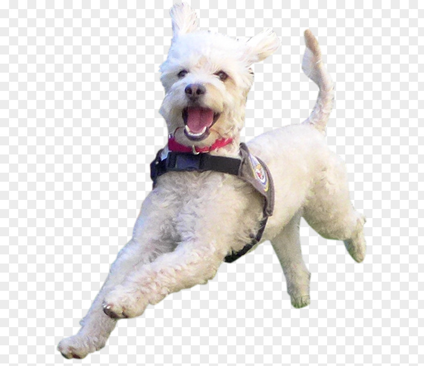 Dog Cells West Highland White Terrier Maltese Schnoodle Breed Companion PNG
