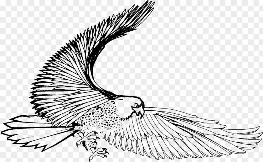 Fly Eagle Bird Black And White Hawk PNG