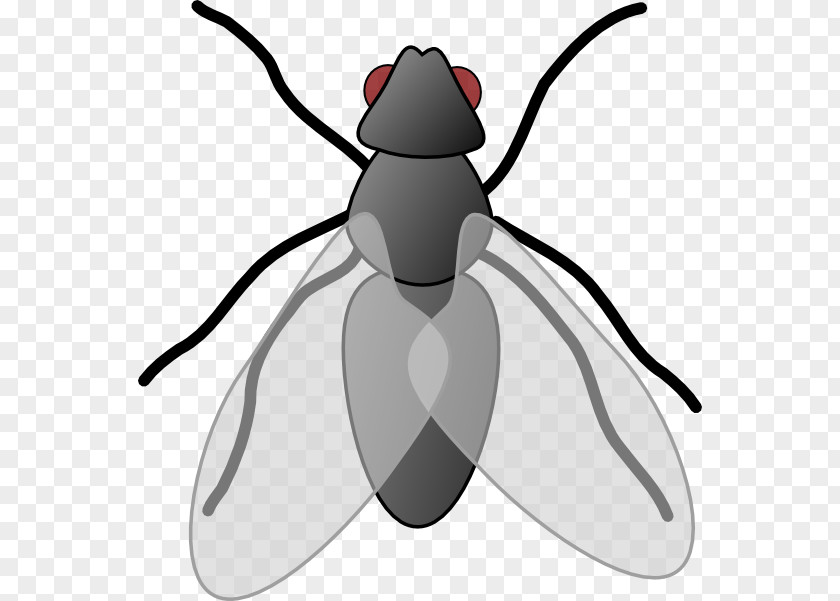 Housefly Cliparts Insect Fly Free Content Clip Art PNG