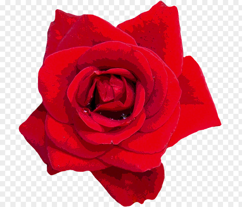 Rosen Rose Oil Flower PNG