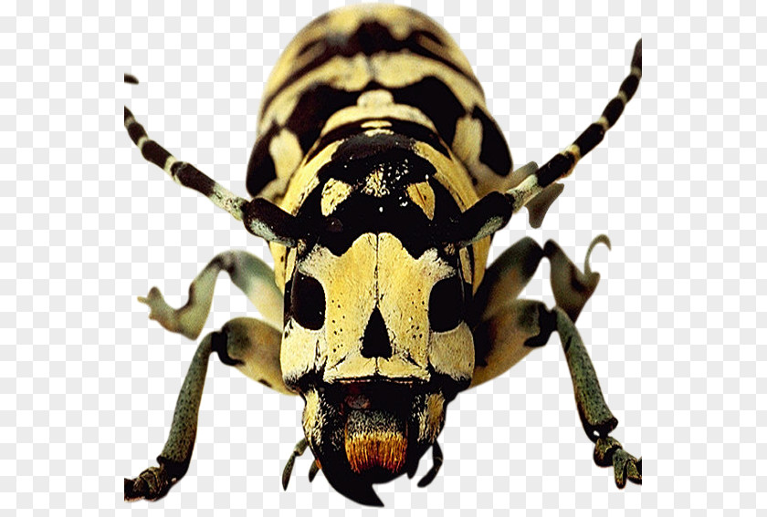 Spotted Beetles Longhorn Beetle Weevil Scarab Terrestrial Animal PNG