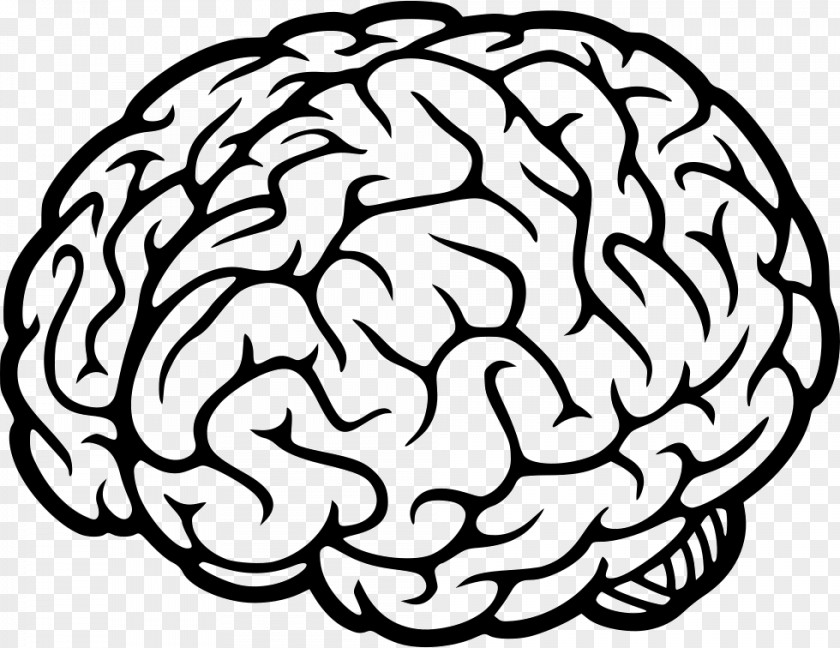 Brain Human Neural Oscillation Mind Neuroscience PNG