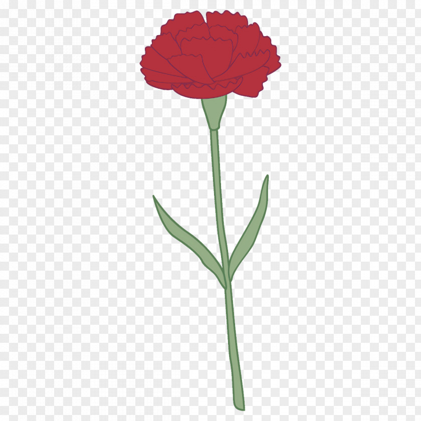 Carnation Flower PNG