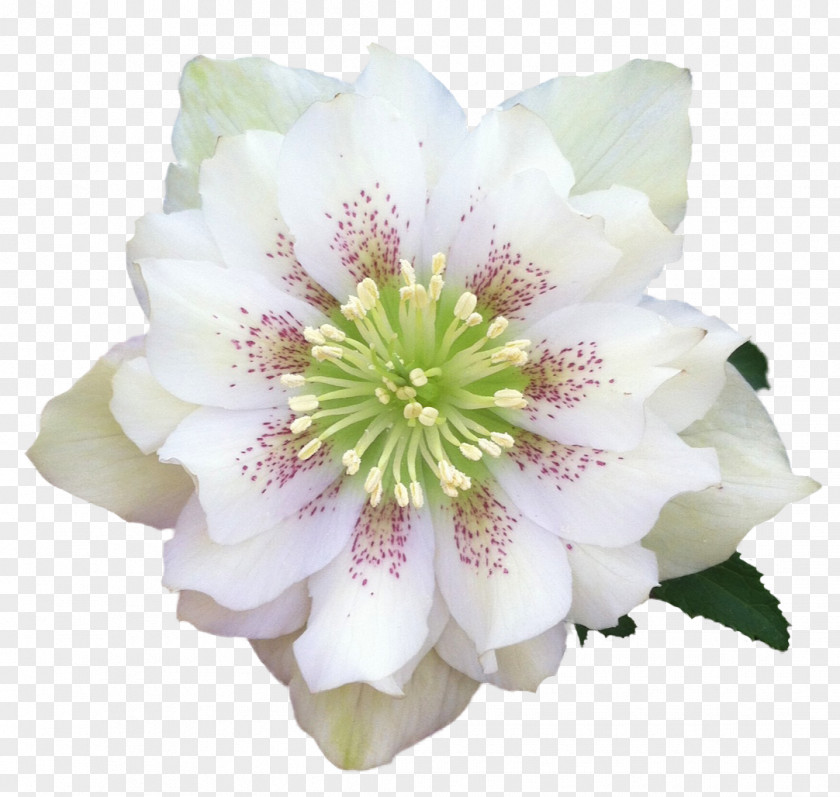 Flower Helleborus Niger Orientalis Garden Roses PNG