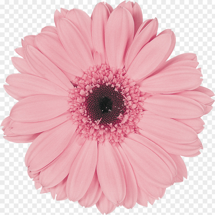 Gerbera Transvaal Daisy Pink Eraser Poster Flower PNG