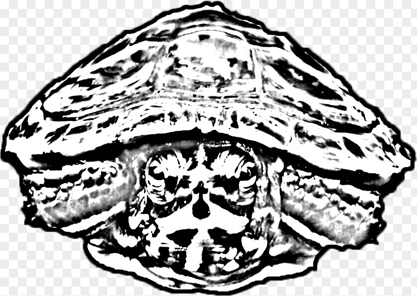 Turtle Tortoise Skull Headgear Jaw PNG