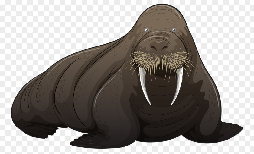 Cartoon Sea Lion Walrus Royalty-free Illustration PNG