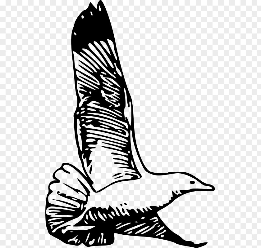 Seagull Vector European Herring Gull Bird Clip Art PNG