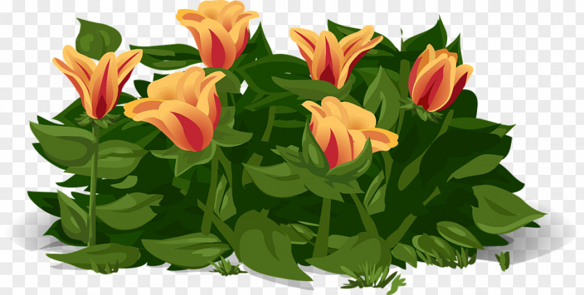 Tulip Flower Plant PNG