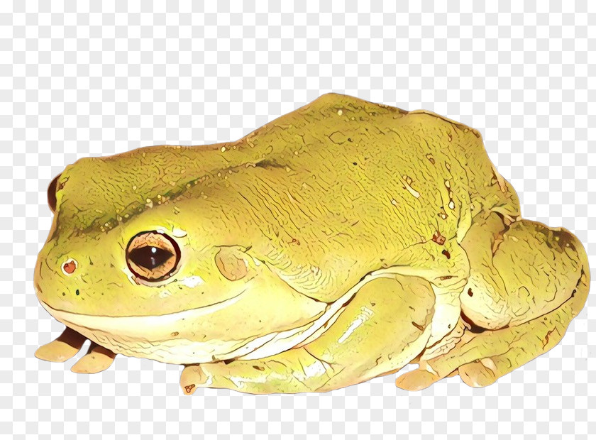 American Bullfrog Tree Frog Toad Terrestrial Animal PNG