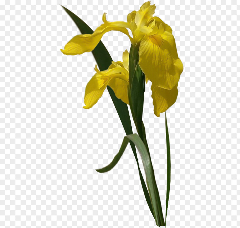 Flower Yellow Clip Art Image PNG