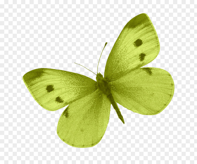 Green Butterfly Colias Clip Art PNG