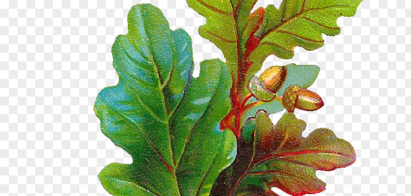 Oak Leaf Acorn Botanical Illustration English Clip Art PNG