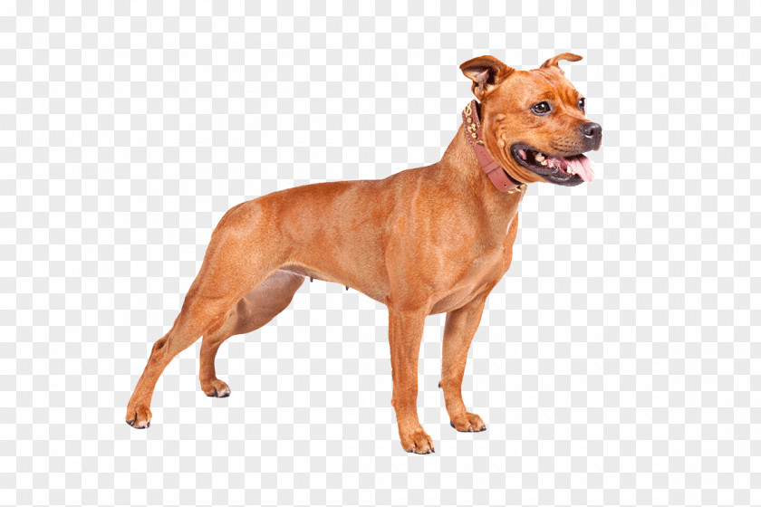 Pitbull Staffordshire Bull Terrier American Pit Bully PNG