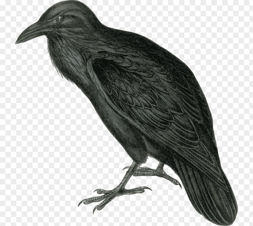 Raven Drawing Bird Clip Art Vector Graphics Common Free Content PNG