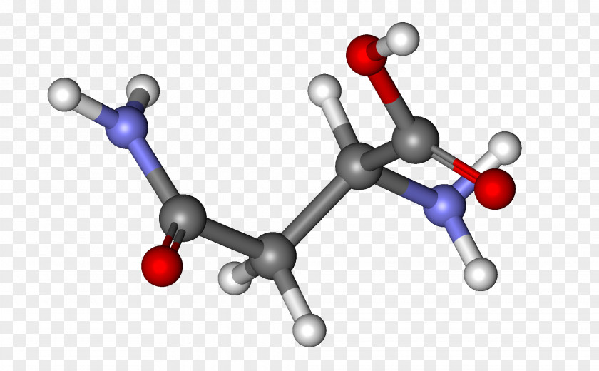 Asparagine Amide Amino Acid Aspartic Codon PNG