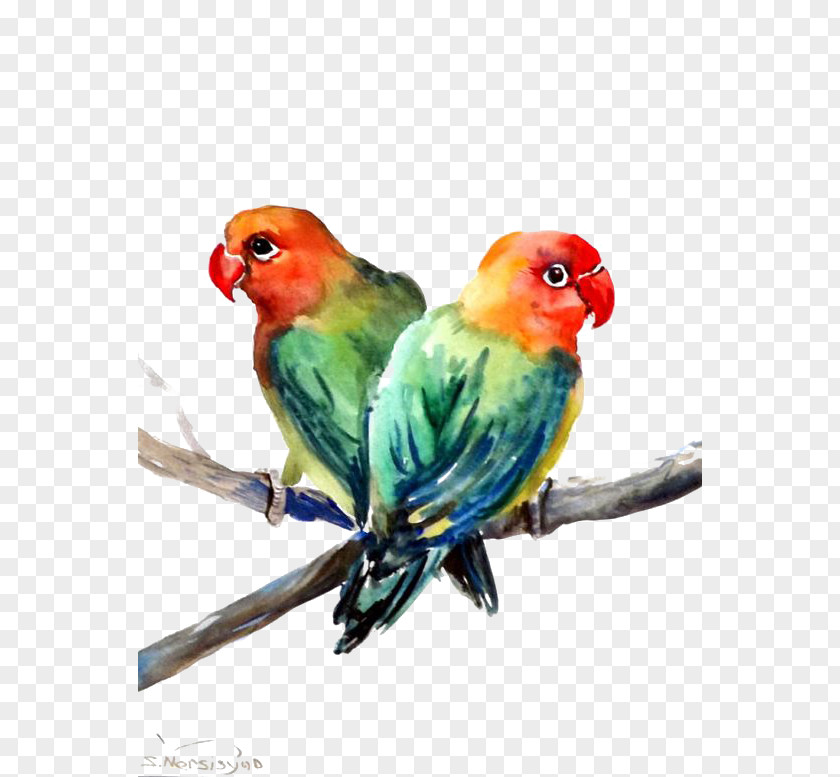 Parrot Lovebird PNG