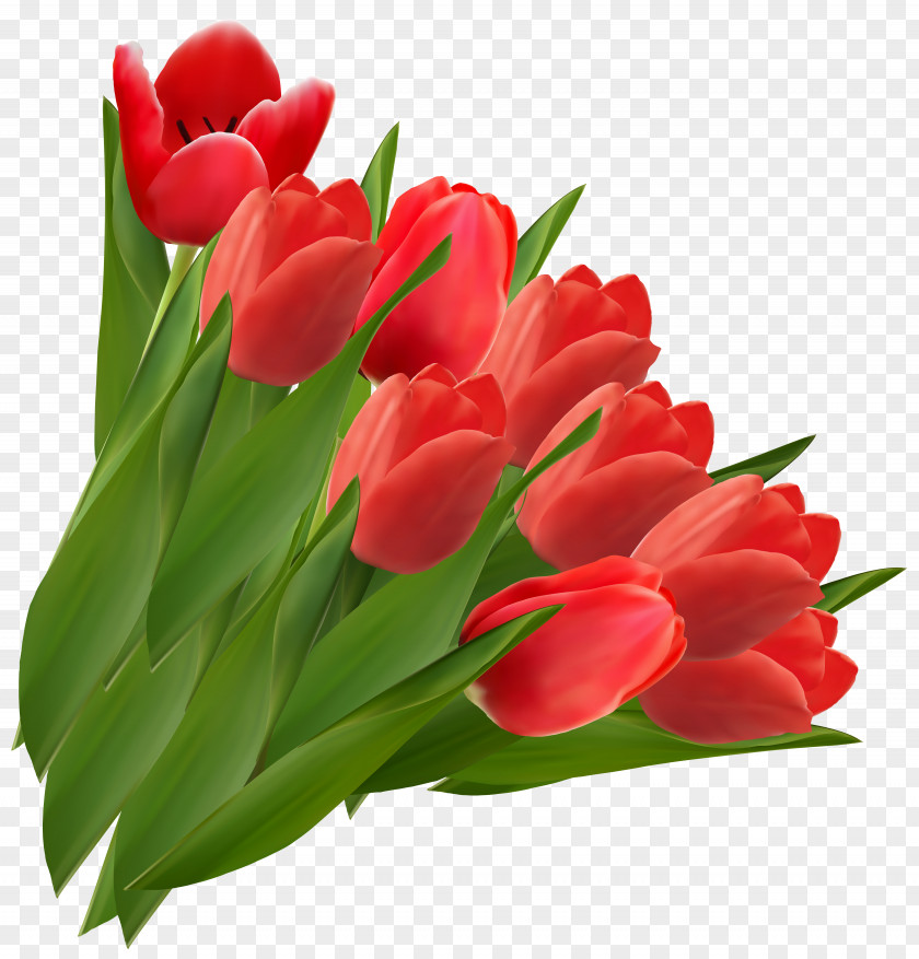 Red Tulips Clipart Picture Tulip Flower Clip Art PNG