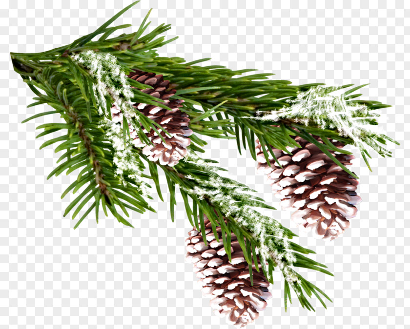 Western Yellow Pine Cypress Family Black And White Flower PNG