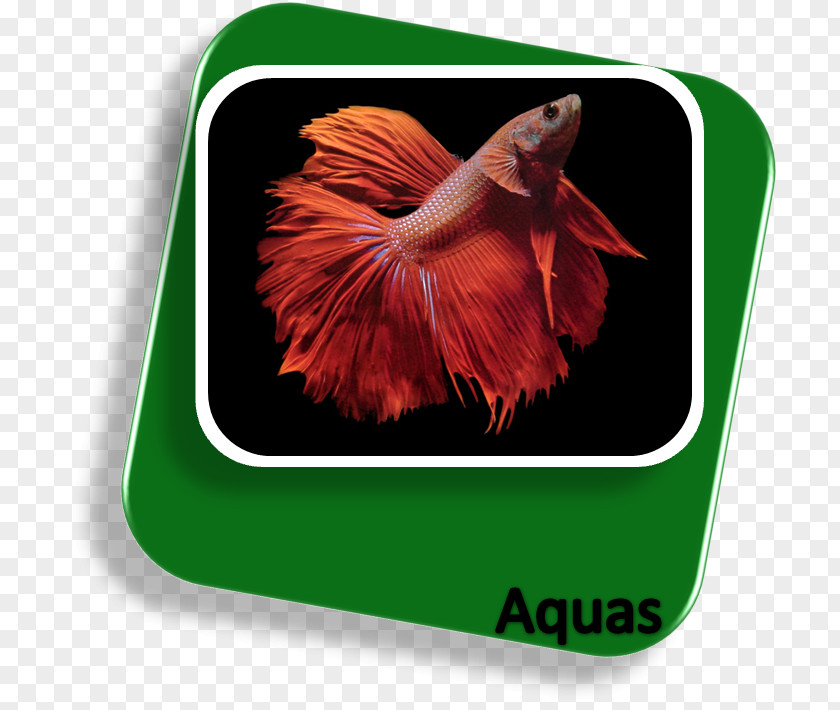 Fish Siamese Fighting Koi Goldfish Aquarium Live PNG