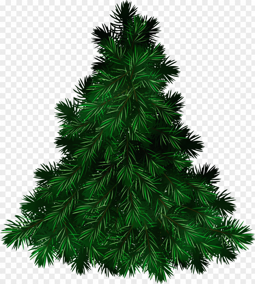 Juniper Sugar Pine Christmas Black And White PNG