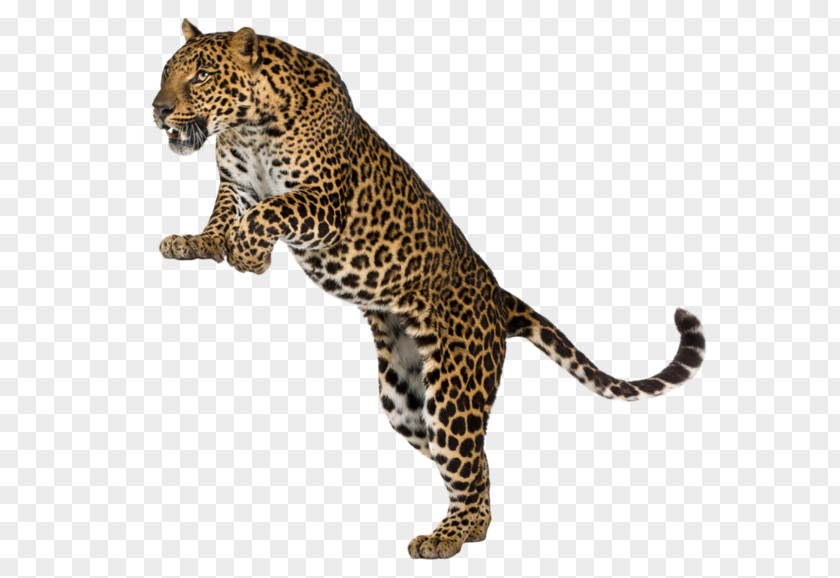 Leaping Leopard Cheetah Amur Felidae Tiger Stock Photography PNG