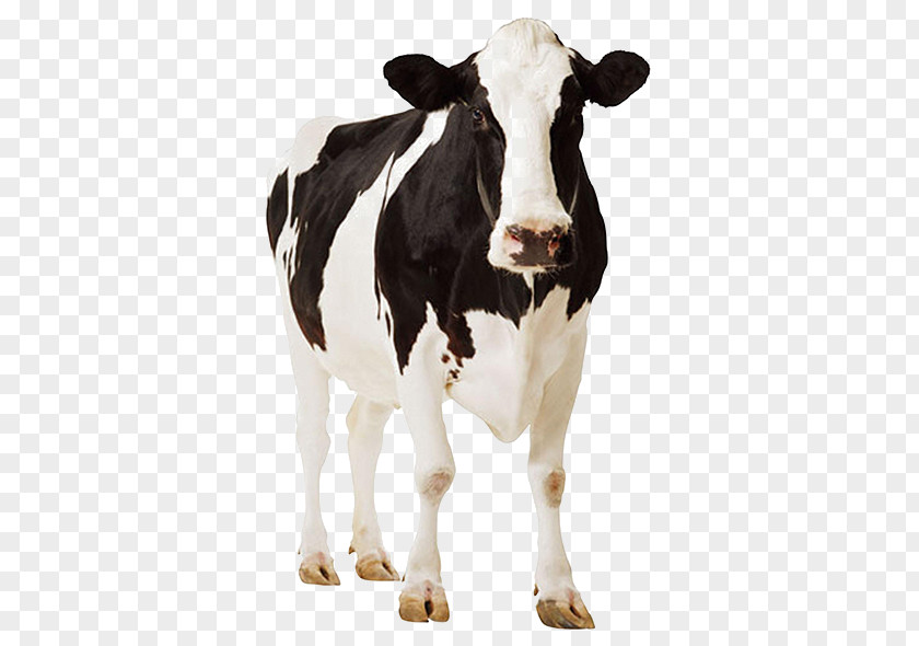 Mastitis Holstein Friesian Cattle Standee Cardboard Dairy Farming PNG