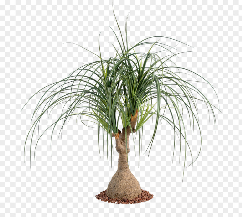 Plant Arecaceae Ponytail Palm Houseplant Tree PNG