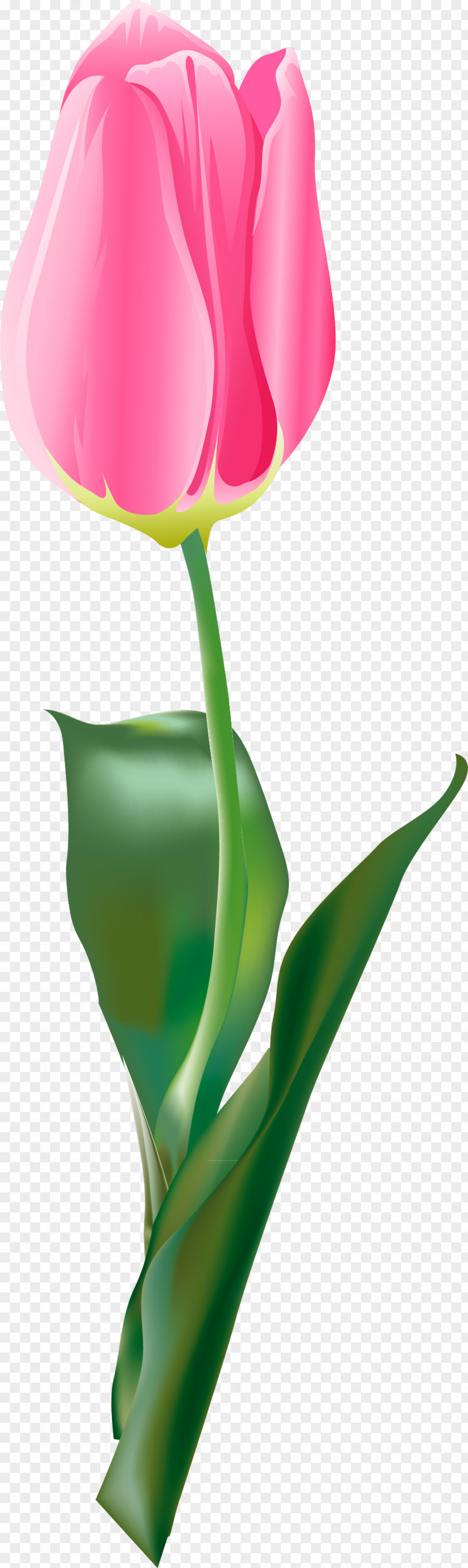 Tulips Tulip Flower PNG