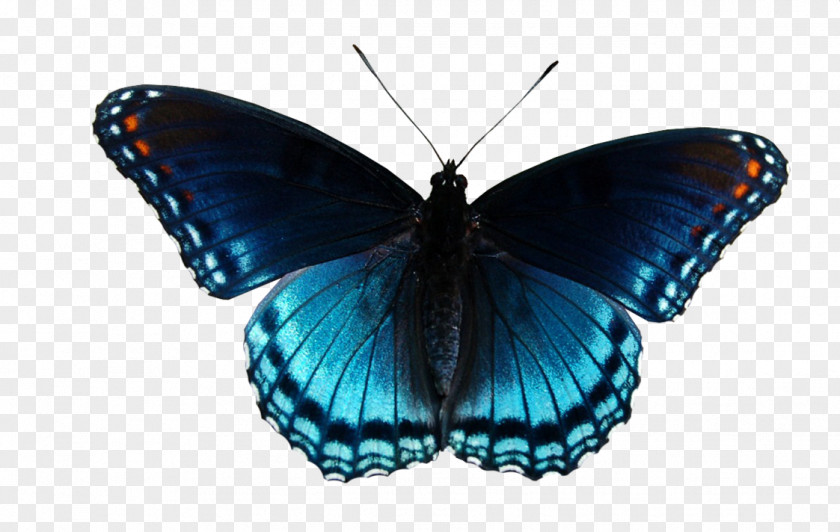 Blue Butterfly Psd Clip Art Vector Graphics Limenitis Arthemis Monarch PNG