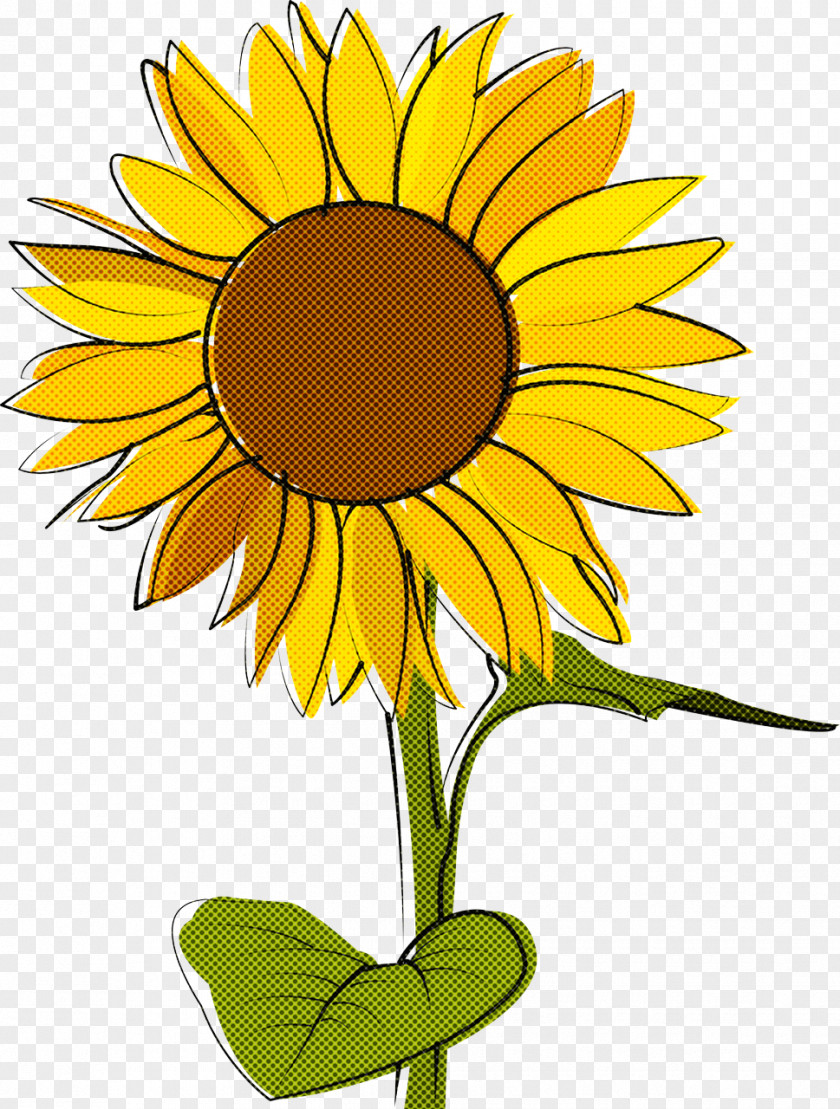 Common Sunflower Flower Drawing Sketch Colored Pencil PNG