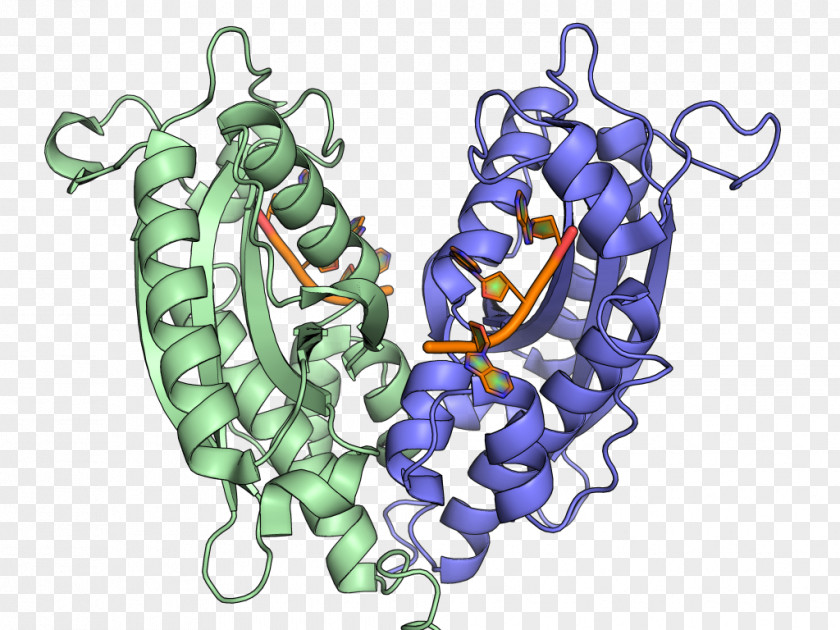 Ribonuclease T1 Ribosomal RNA Transfer PNG