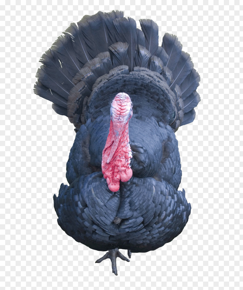 Transparent Turkey Background Poultry PNG