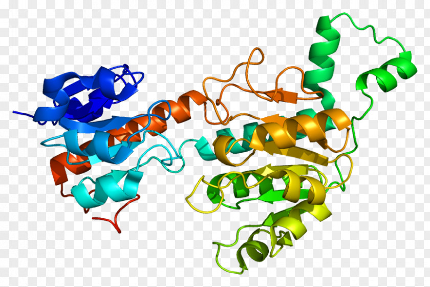 CTBP1 FOXP2 Protein Structure Gene PNG