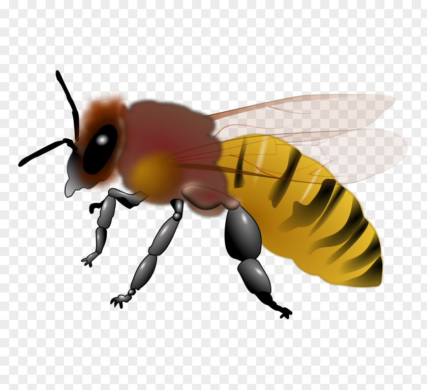 Bee Honey Maya Clip Art PNG