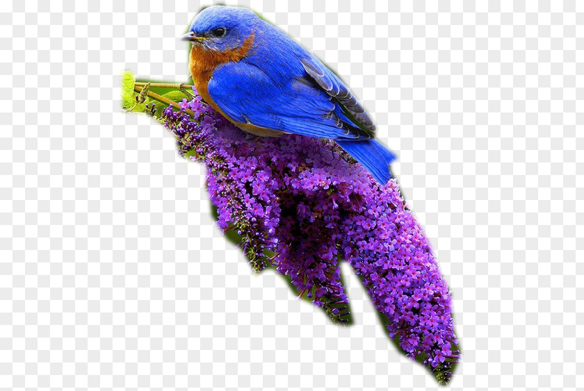 Bird Hummingbird Flight Blue Sky PNG
