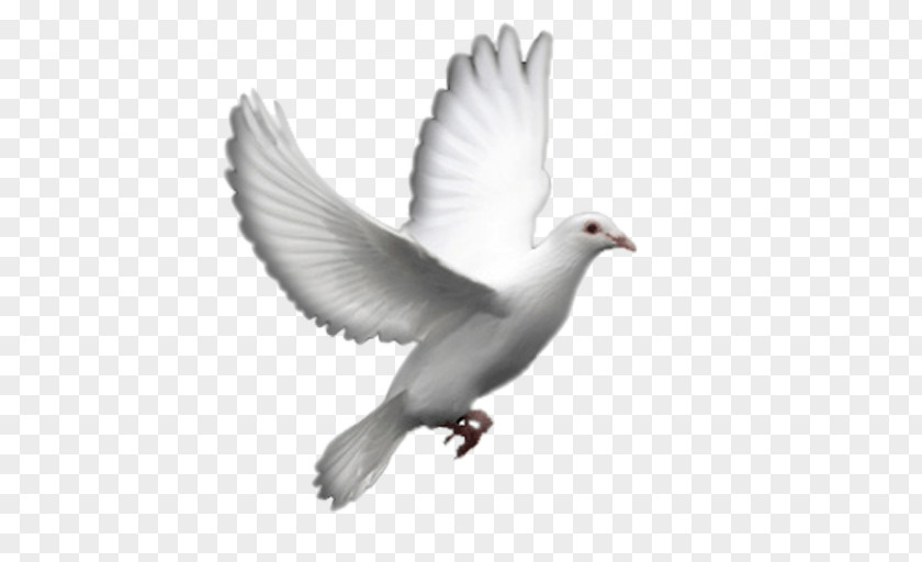 Columbidae Doves As Symbols Fantail Pigeon Clip Art PNG