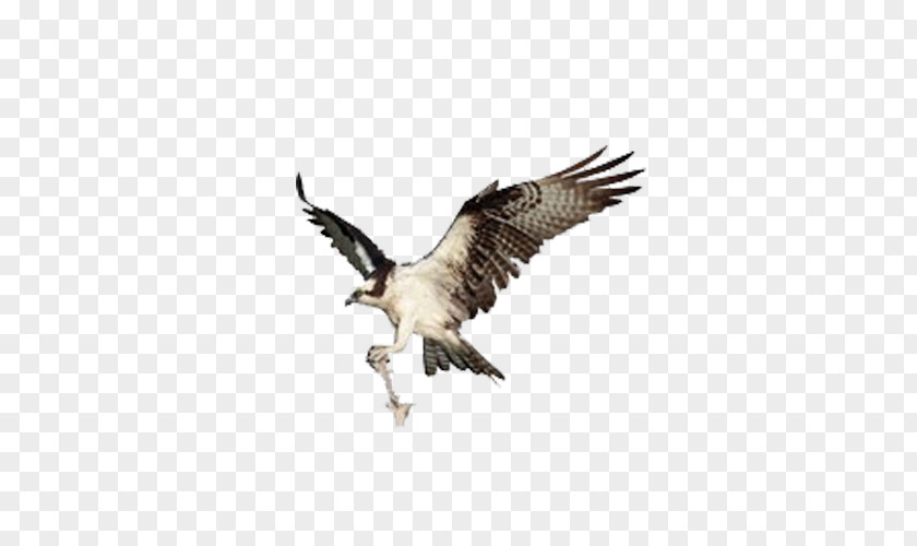 Crane Fly Sky Bird Of Prey Eagle PNG